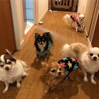 chihuahua5ranger