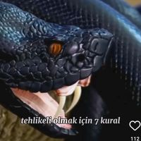 elgizbmw