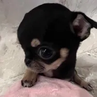 original sound - doosan_