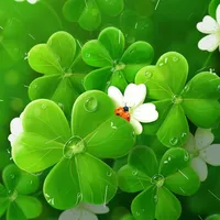 original sound - thocohoa