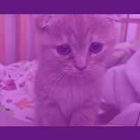 ismiada._.iste