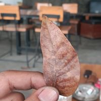 sijagurrr