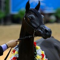 www.horse_aranic