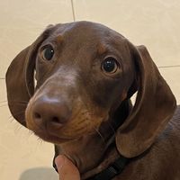 milo_the_long_dog