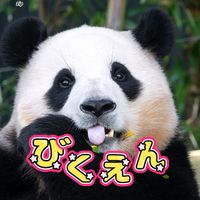 オリジナル楽曲 - パンダ🐼💛