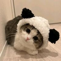 laughing_pets9
