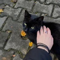 original sound - ce.ci15