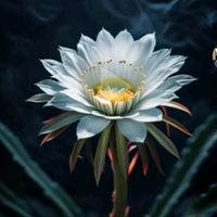 suara asli - " WIJAYA KUSUMA "