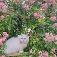 Would you do anything for me