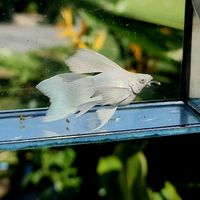 p.molly.fish.farm