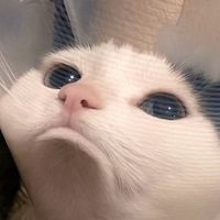 suara asli - cliprandom