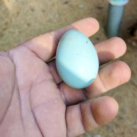 criad._el_gallo_galanazo