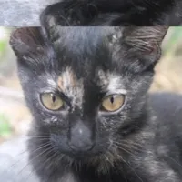 original sound - kimmpl88