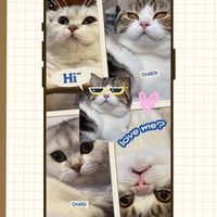 chilleikcat