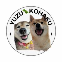 shiba_311801