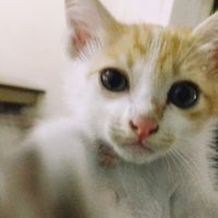 เสียงต้นฉบับ - 주황색