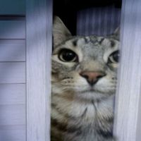 original sound - ruo