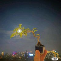 nhạc nền - Quỳnh Lan
