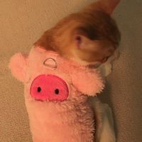 오리지널 사운드 - 웅냥냥