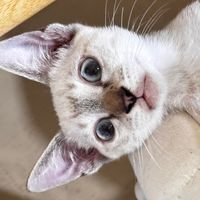 suara asli - hanii