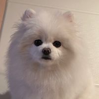 오리지널 사운드 - 뚜니랑