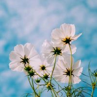 ermi_sultana_33
