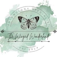 the.winged.wonder