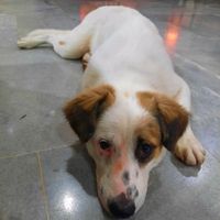 original sound - 🖤 a.paramesvari 🖤