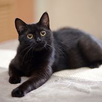 suara asli - Mardatillah, S.T