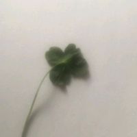 hop_wish