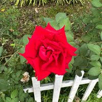 เสียงต้นฉบับ - สุขสันต์วันละเพลง