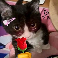 suara asli - +lillo+