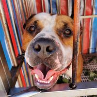 pitbull0715