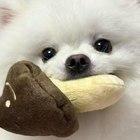 nhạc nền - 𓇼 ⋆ . ̊ 𓆉  𓆝  𓆡  ⋆ . ̊ 𓇼