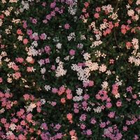 phatkz_jhh