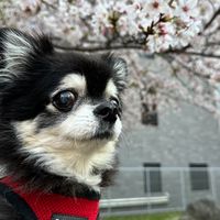 hocoyoko