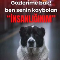 orijinal ses