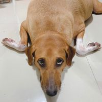 original sound - เจ้ขนุน หมาเกรียน🐶