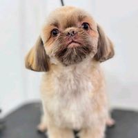 _chuchupaytv