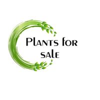 plants.for.sale7