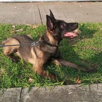 ares_k9.pastorbelaga