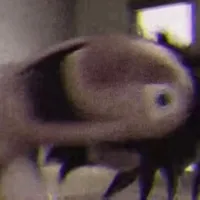 original sound - run.heh