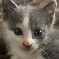 オリジナル楽曲 - 秀吉