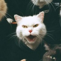 original sound - Luna