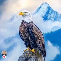 bjit_kurdstan