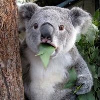 오리지널 사운드 - 코알라짱🐨