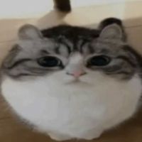 sofktrr
