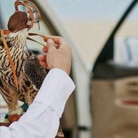 الصوت الأصلي