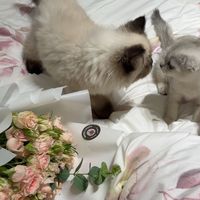 jana_14230