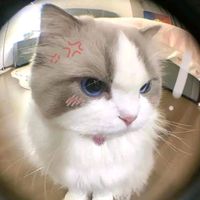 เสียงต้นฉบับ - แก๊งคนโสดนะบี้